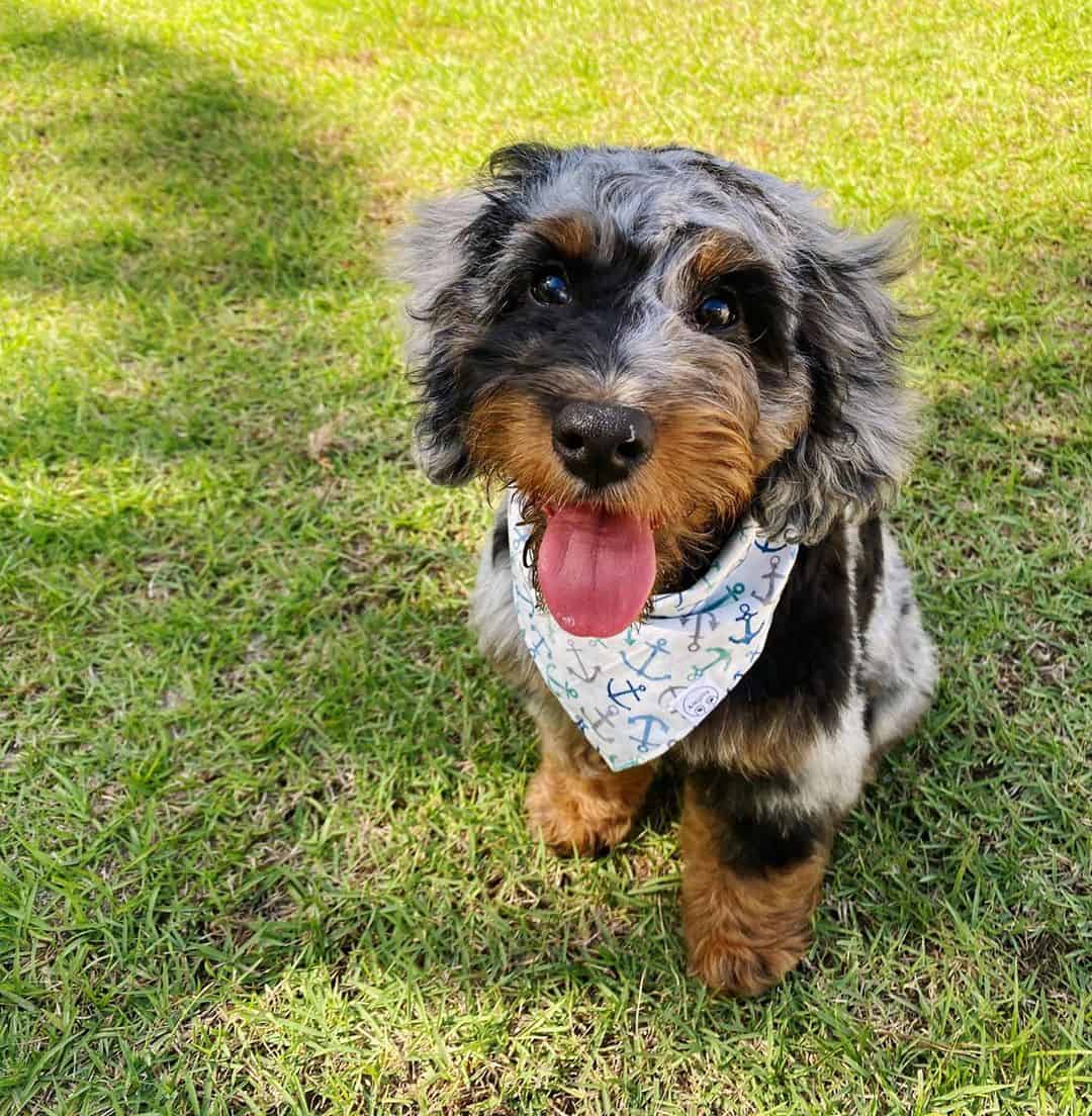 Mini Aussiedoodle Guide to Owning a Mini Aussiepoo K9 