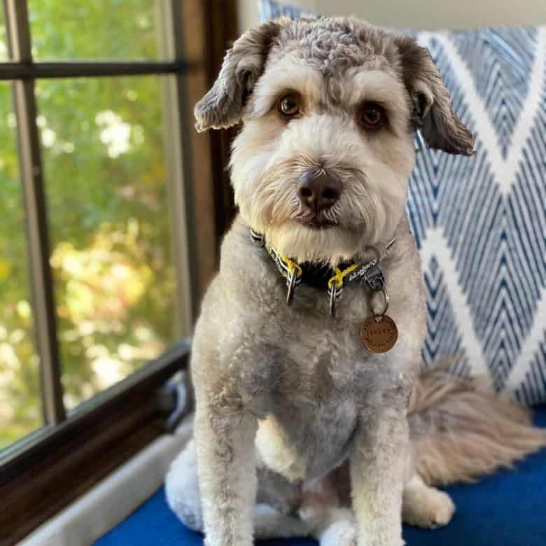 Meet Finley, the Mini Aussiedoodle