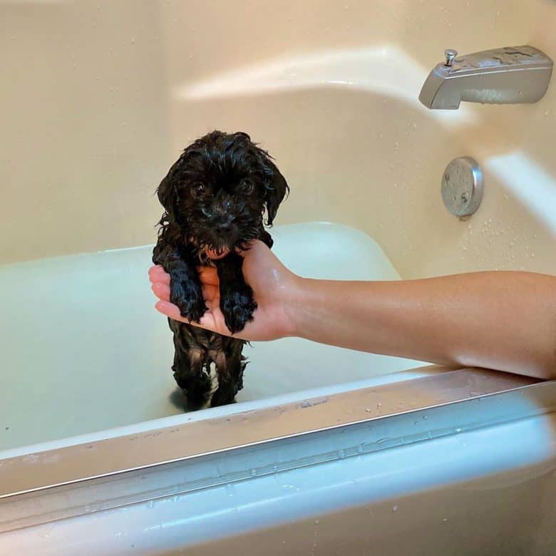 Meet Hampton, the Mini Aussiepoo