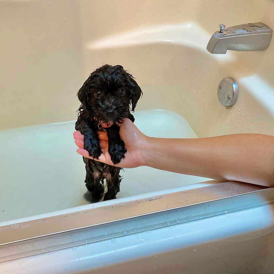 Mini Aussiedoodle Guide to Owning a Mini Aussiepoo K9 