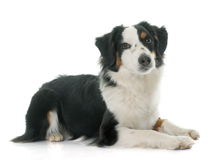 Meet the Miniature Australian Shepherds