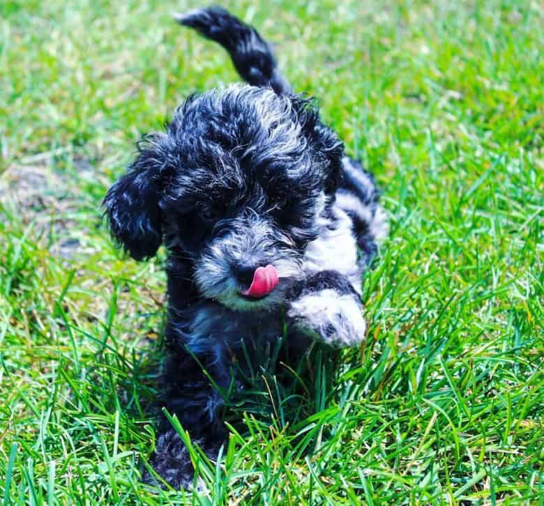 Meet Ashby, the Mini Aussiedoodles