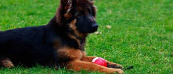 Miniature German Shepherd