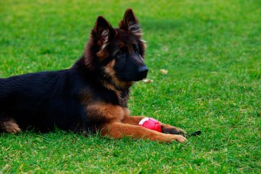 Miniature German Shepherd