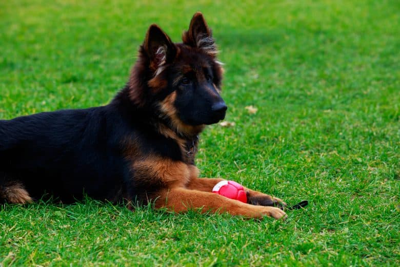Miniature German Shepherd