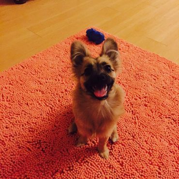 Meet Amy, the Miniature German Shepherd puppy