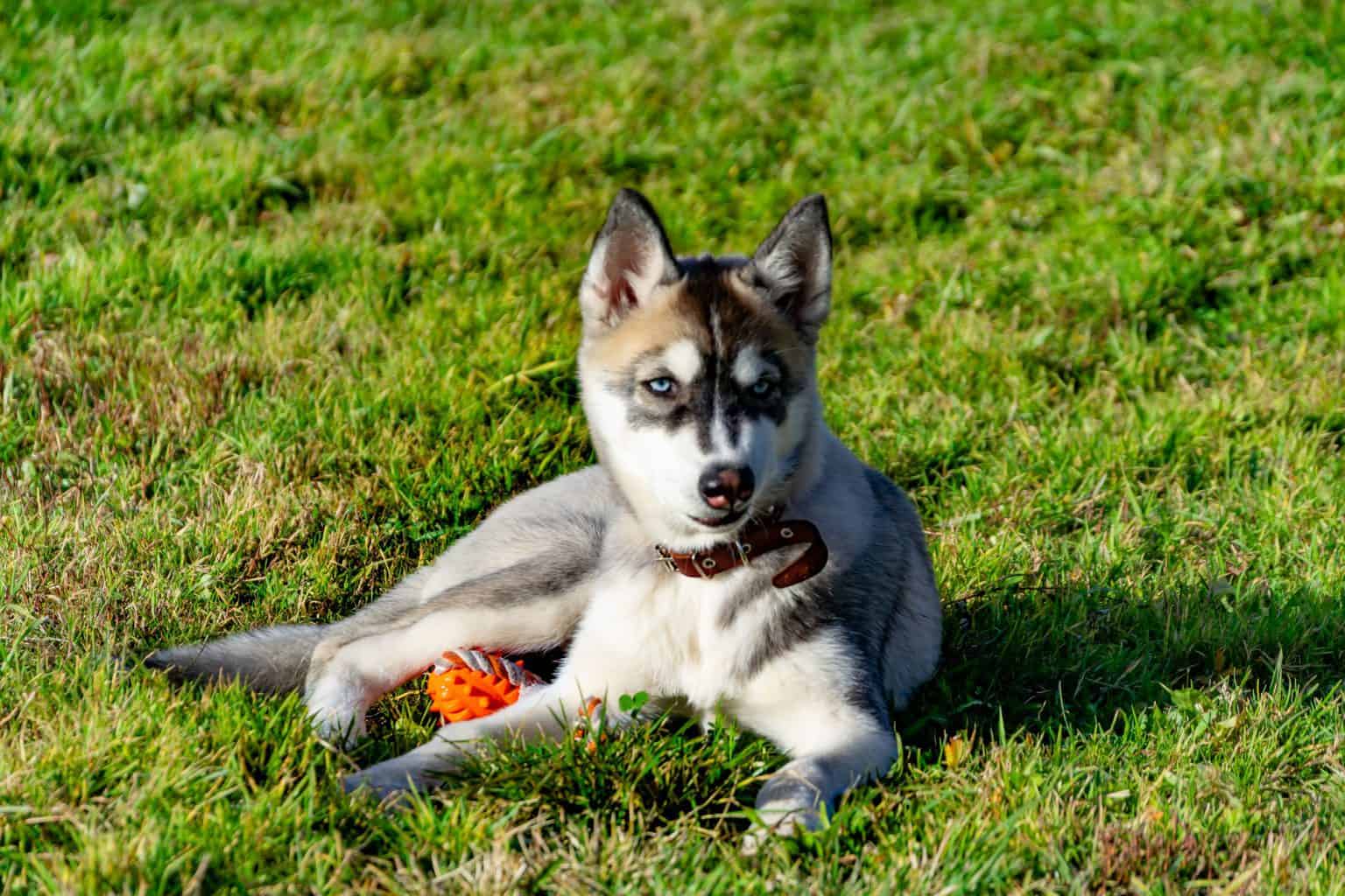 What is a Miniature Husky, and why does everyone want one? K9 