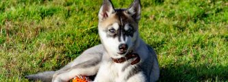 What is a Miniature Husky and why does everyone want one?