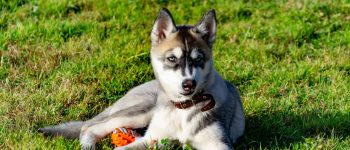 Meet the Miniature Husky