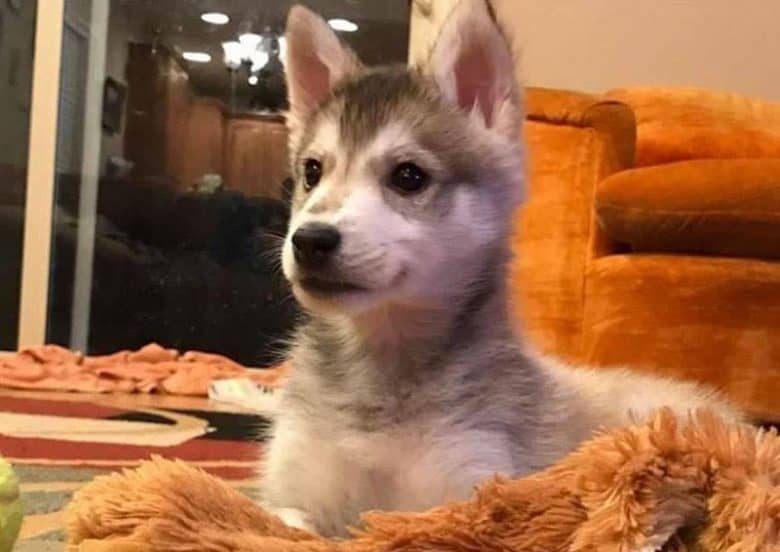 Mini Husky puppy being curious