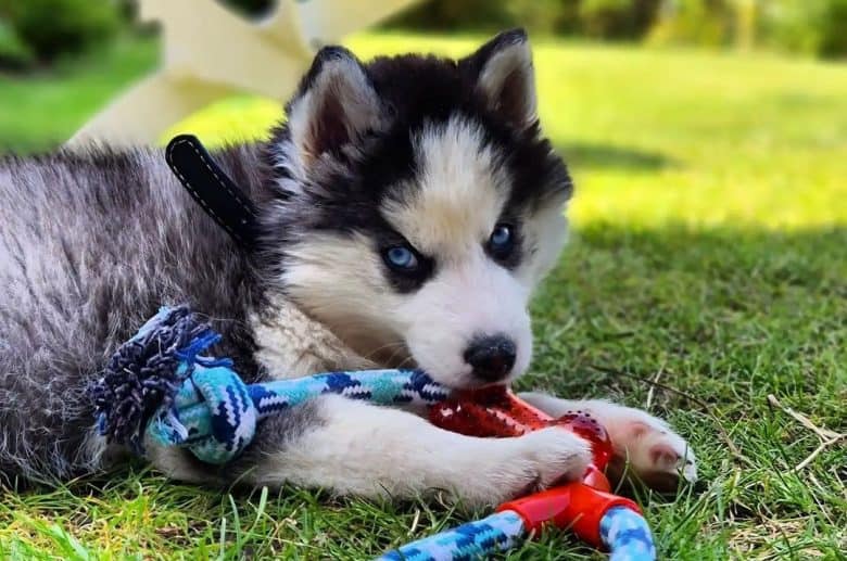Miniature Husky playing rope toy outside
