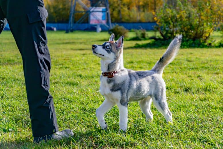 Mini Huskie undergo obedient test