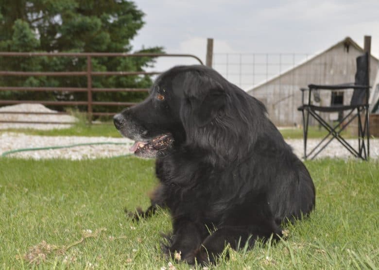 Meet the Newfoundland & Golden Retriever mix