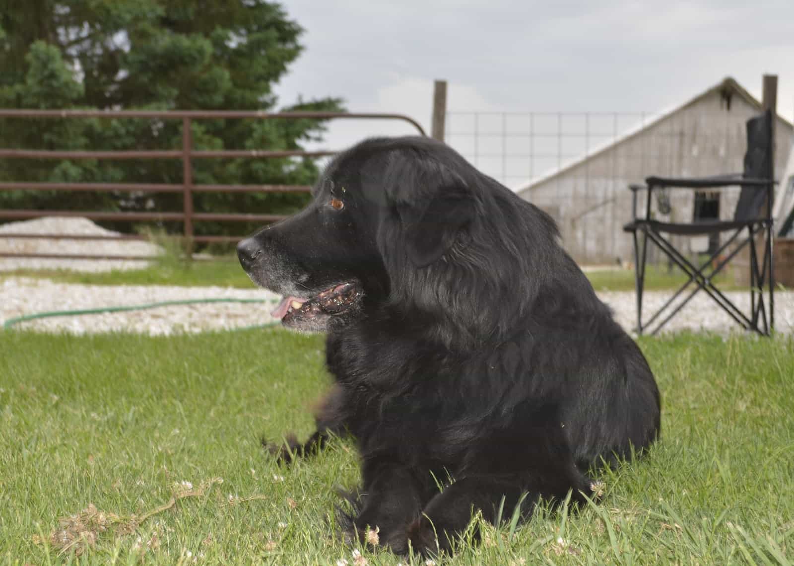 Get to know 57 of the best Golden Retriever mixes K9 