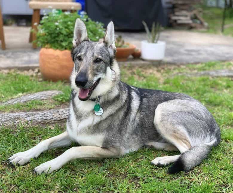 Meet Nikita, the German Shepherd Wolf mix