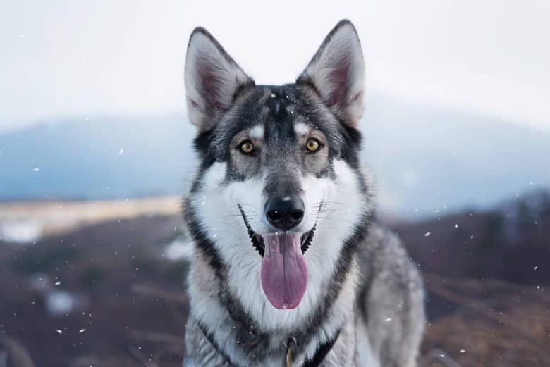 Meet the Northern Inuit Dog