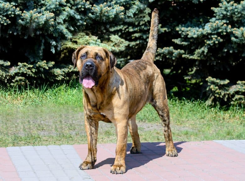 Presa Canario breed