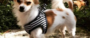 Meet the Papillon Chihuahua mix