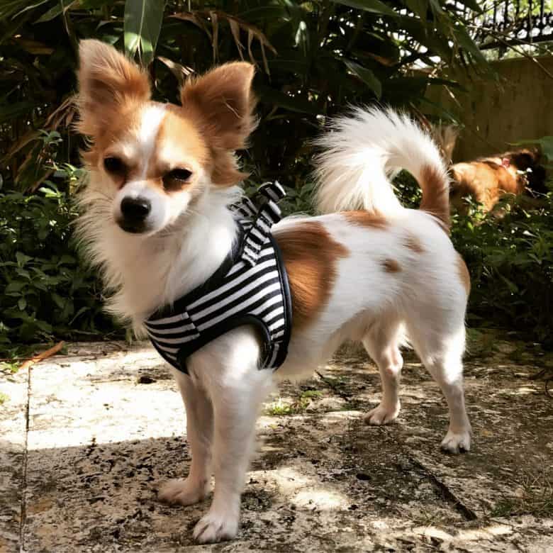 Meet the Papillon Chihuahua mix