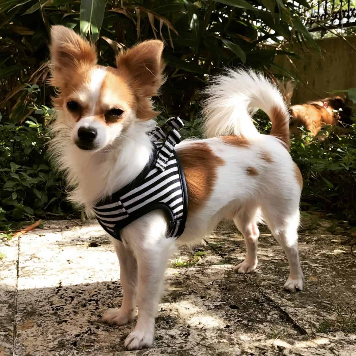 papillon cross puppies