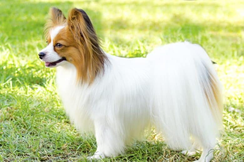 Meet the small Papillon dog