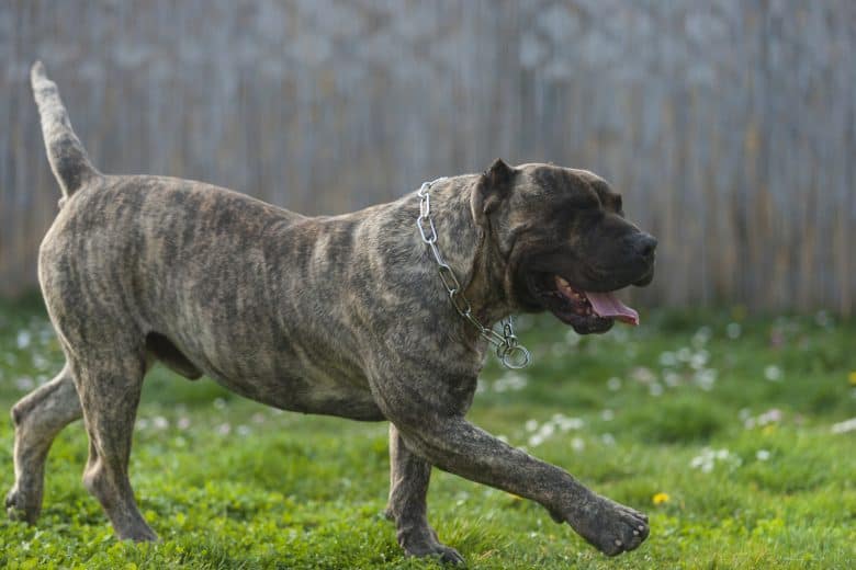 Meet the The Perro de Presa Canario
