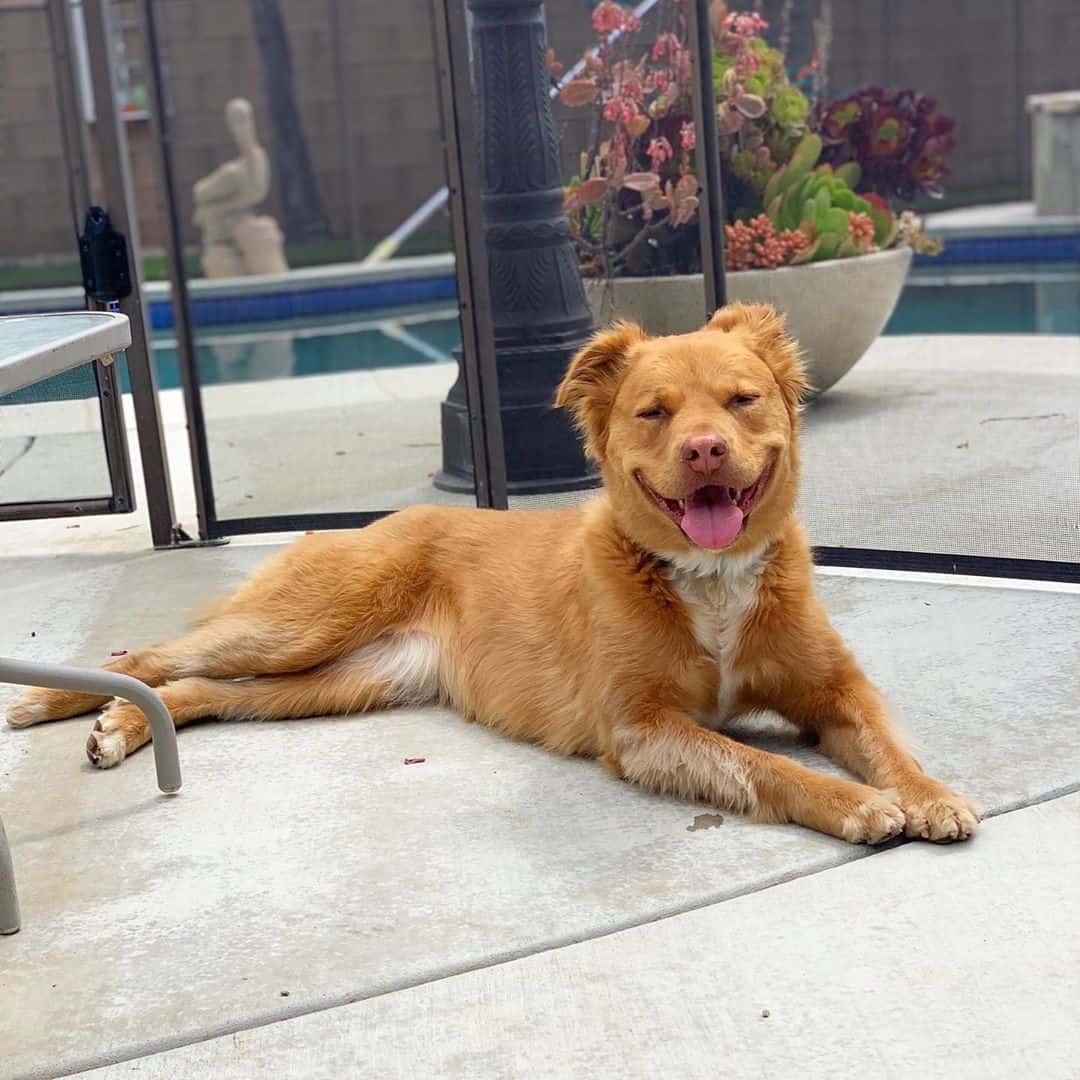 Get to know 57 of the best Golden Retriever mixes K9 