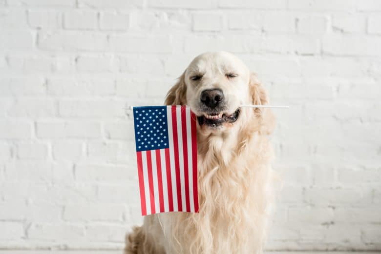 Lernen Sie den verspielten American Golden Retriever kennen