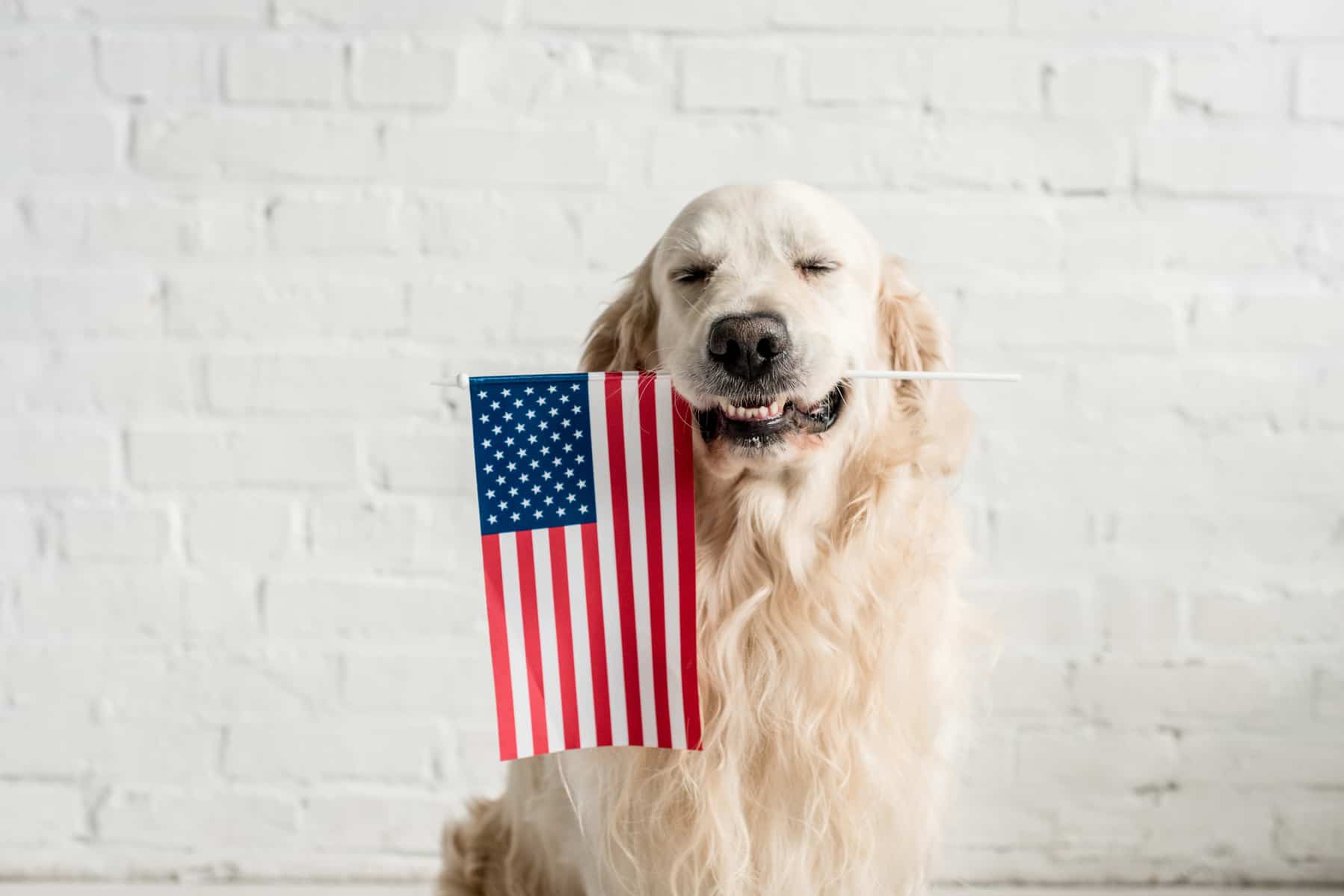 American Golden Retriever: Is this the best Goldie for you? - K9 Web