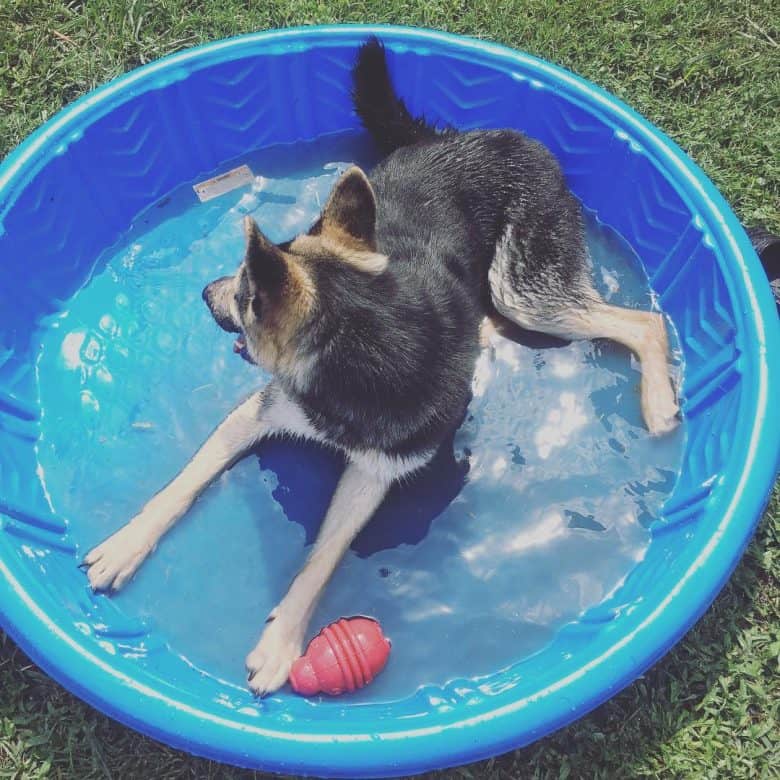Meet Navie, the small German Shepherd