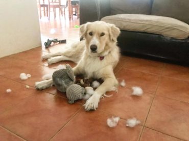 Playful Lab Malamute mix