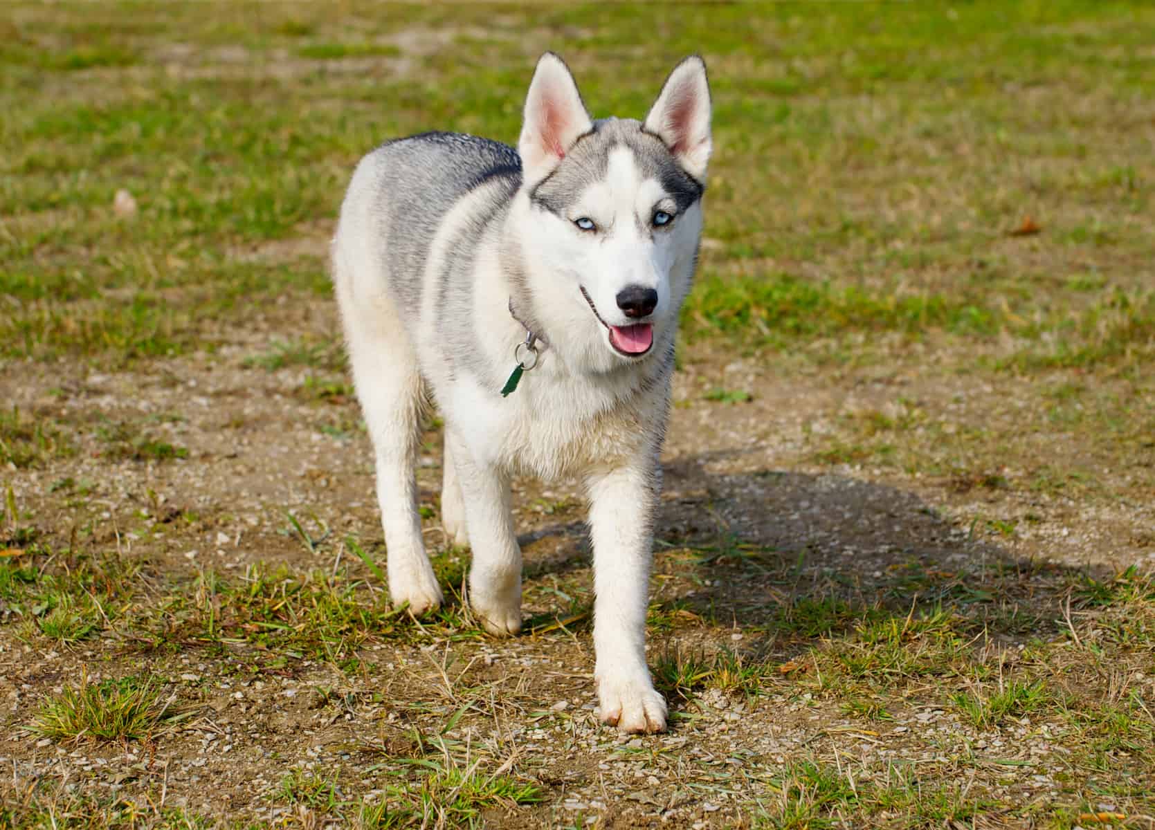 What is a Miniature Husky, and why does everyone want one? K9 