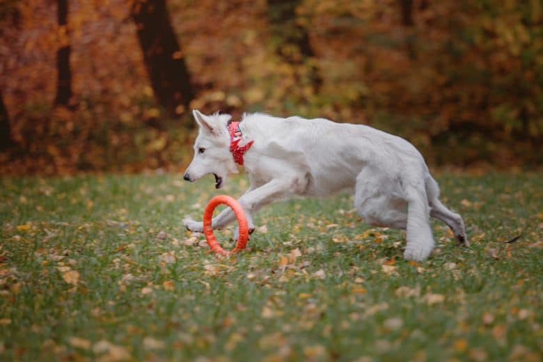 Playful White Swiss Shepherd dog