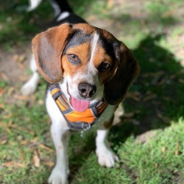 Meet Boise, the Pocket Beagle