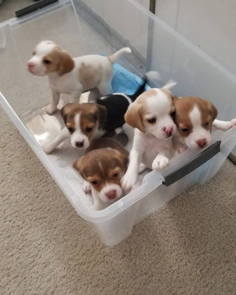 Meet the Pocket Beagle puppies