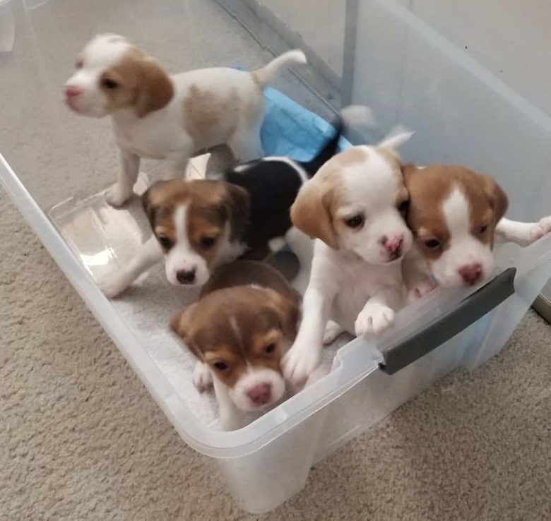 Meet the Pocket Beagle puppies