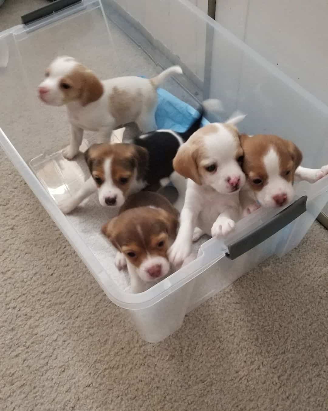 Are Pocket Beagles real and do you need one? K9 