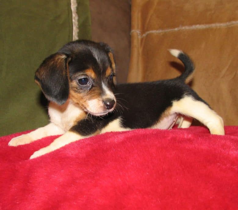 Meet the Pocket Beagle