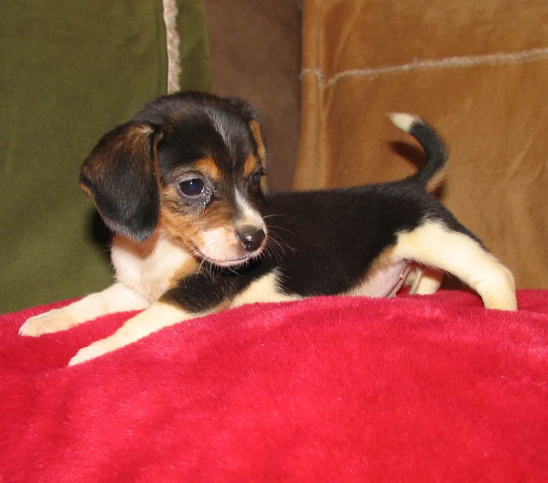mini beagles for sale