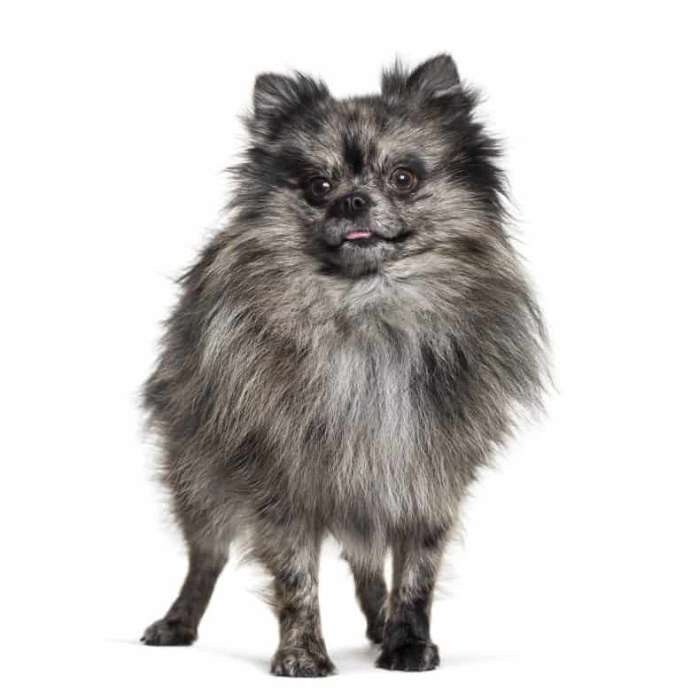Meet the Pomeranian