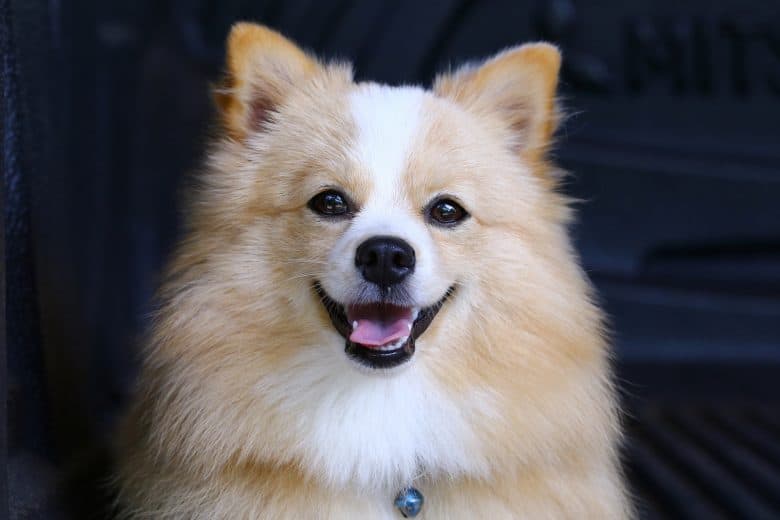 Pomeranian Chihuahua mix dog with brown Sarawasi