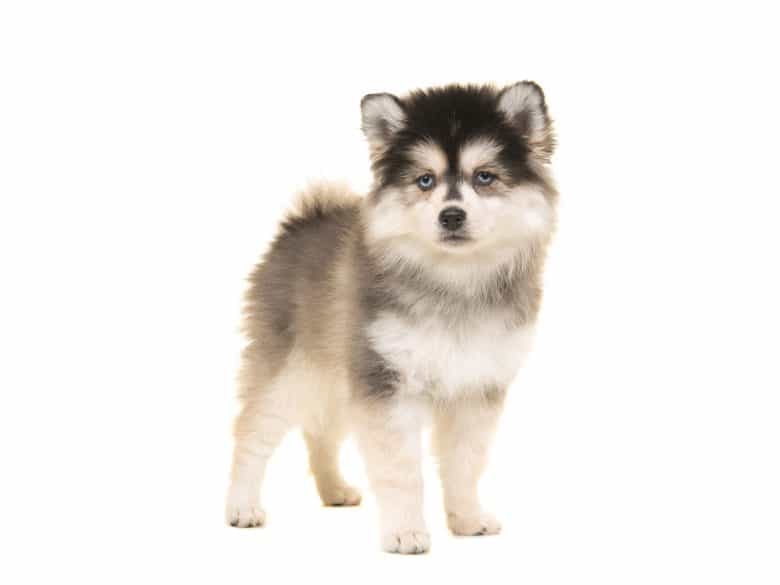 Meet the Pomsky