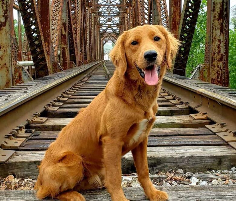 Meet Valco, the Poodle, Cocker Spaniel, & Golden Retriever mix