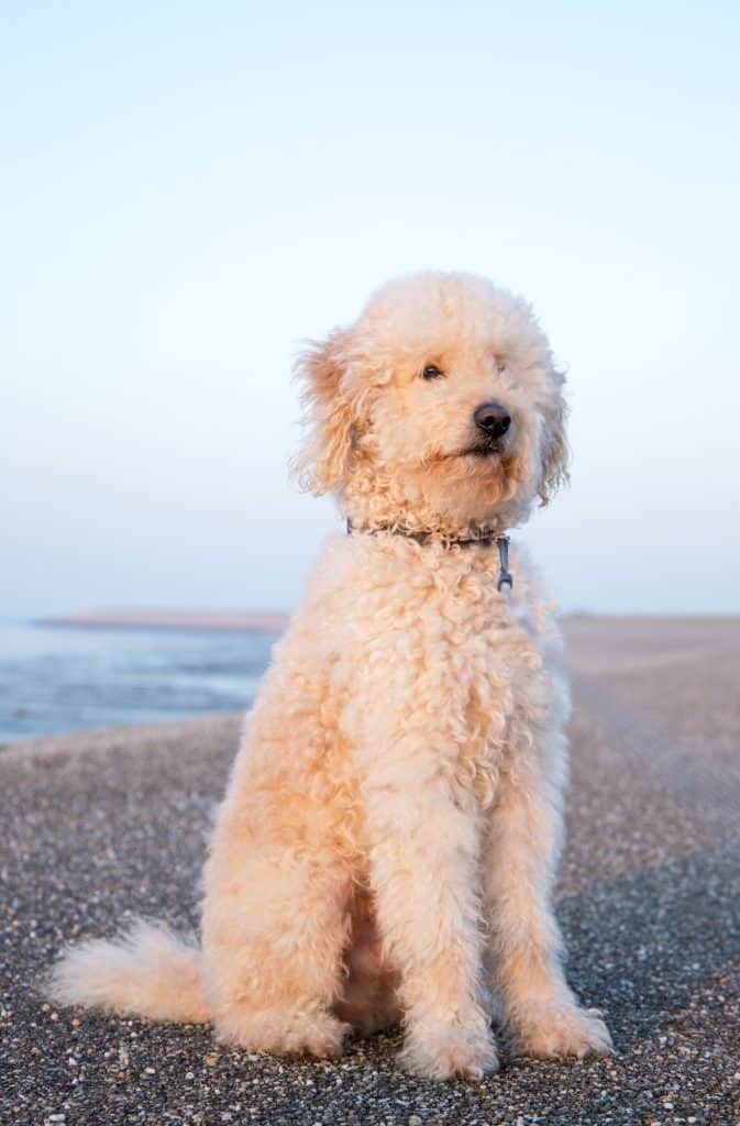 Get to know 57 of the best Golden Retriever mixes - PooDle GolDen Retriever Mix 673x1024