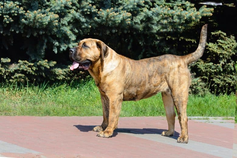 The Presa Canario’s coat & colors