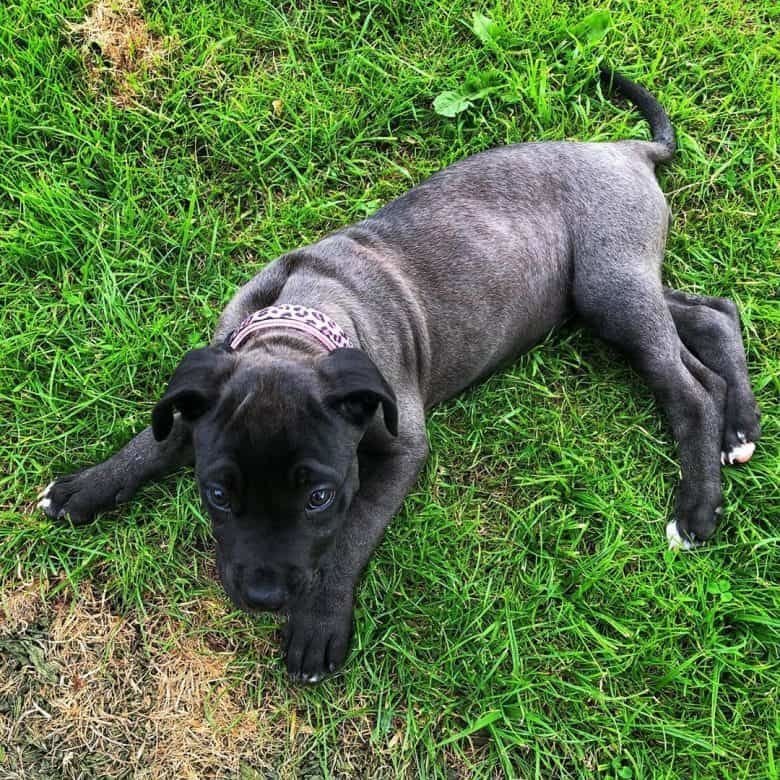 Meet Queenie, the Presa Canario puppy