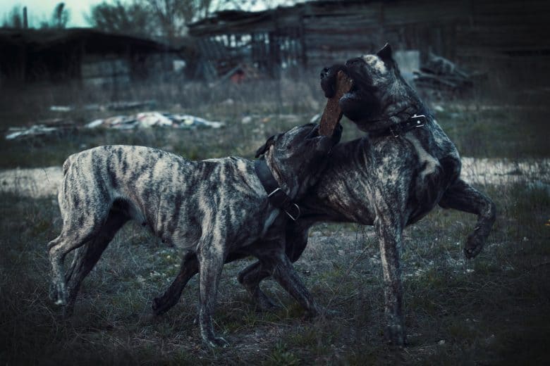 The playful Presa Canario dogs