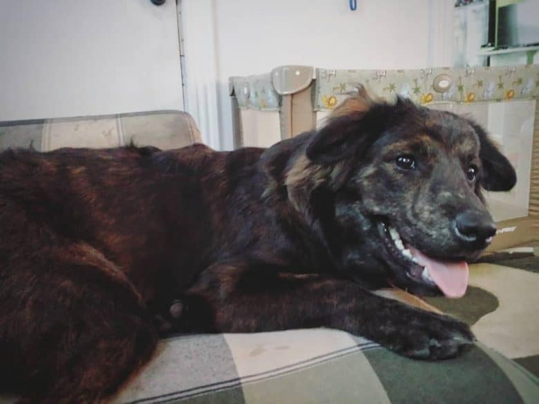 ゴールデン・レトリーバーとロットワイラーのミックス犬の長所