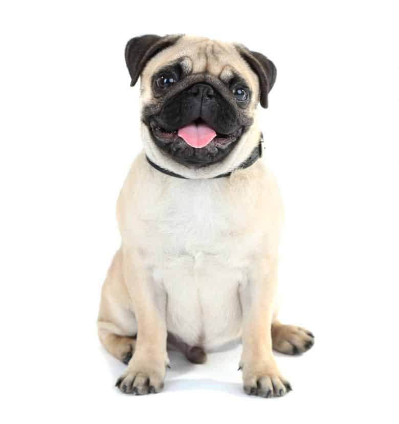 Why the Boston Terrier Pug mix will make you happy K9 