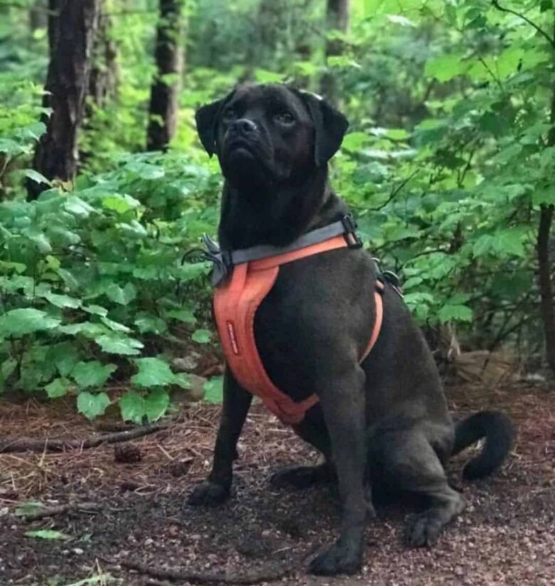 Meet Jager, the Pug & Golden Retriever mix